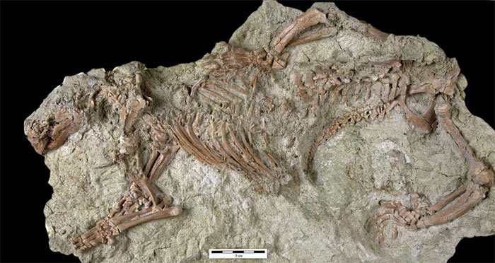 Hình dạng kỳ dị của loài quái thú điên rồ 66 triệu năm tuổi