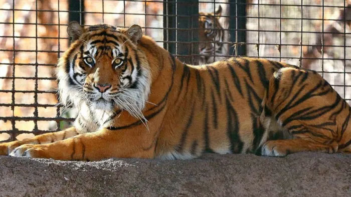 Hổ chết trong vườn thú sẽ được xử lý thế nào?