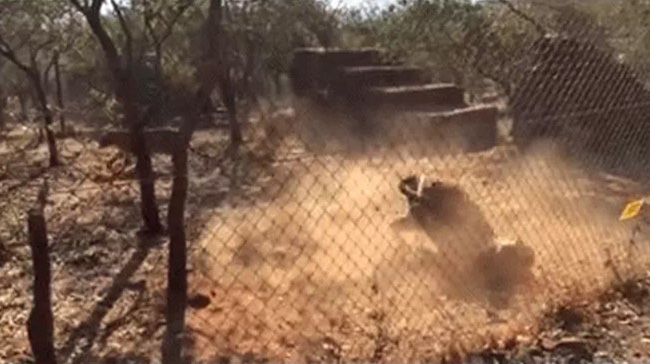 Hổ đang chơi đùa trong vườn thú, bỗng lên cơn co giật rồi tử vong