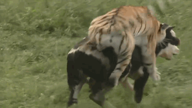 Hổ dữ chật vật nhảy lên lưng hạ sát bò sữa và cái kết