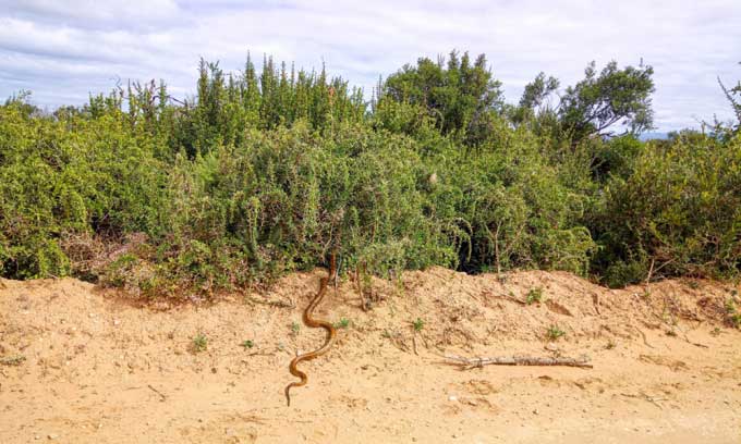 Hổ mang chúa Nam Phi nuốt chửng rắn chỉ trong vài phút