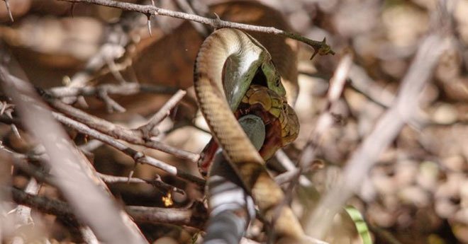 Hổ mang chúa tử chiến với Mamba đen cực độc: Kẻ sở hữu nụ hôn thần chết có thắng không?