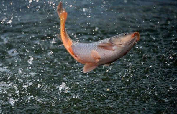 Hồ thiêng ở TQ: 800.000 tấn tôm cá nhưng không một ai dám đánh bắt