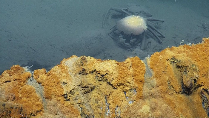 Hồ tử thần giết chết vô số sinh vật dưới đáy vịnh Mexico