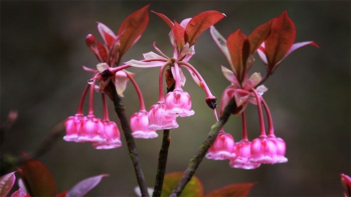 Hoa đào chuông Yên Tử là gì?