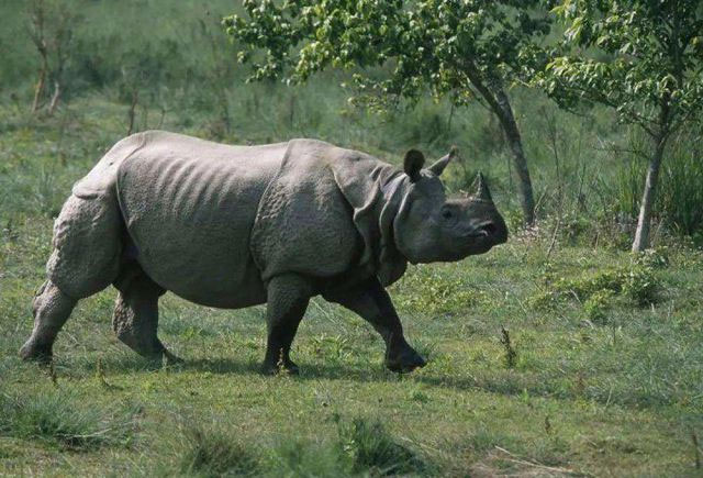 Hóa ra Trung Quốc đã từng tồn tại nhiều loài tê giác hơn cả Châu Phi