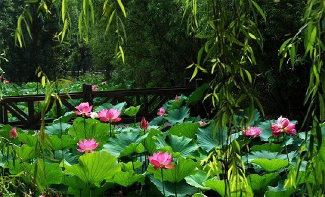Hoa sen ngủ yên trăm năm trong vườn vua nhà Thanh bất ngờ nở rộ