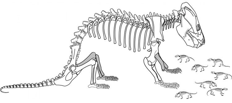 Hóa thạch 185 triệu năm của sinh vật cổ đại có 38 con