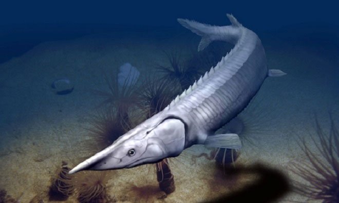 Hóa thạch 300 triệu năm của loài cá giống cá tầm