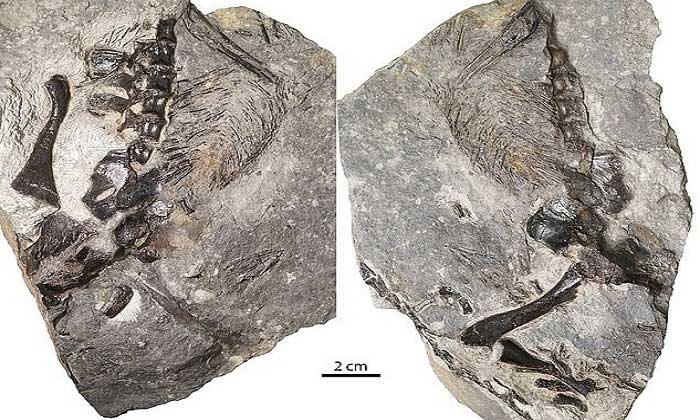 Hóa thạch 309 triệu năm của mẹ con thằn lằn