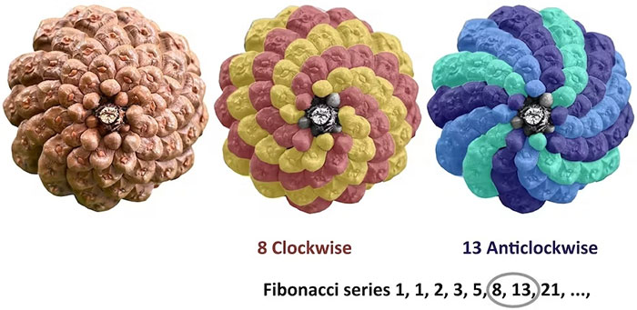 Hoá thạch 400 triệu năm làm thay đổi suy nghĩ về xoắn ốc Fibonacci