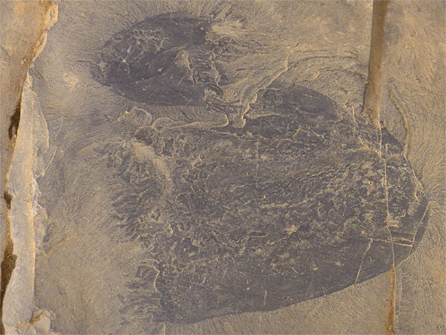 Hóa thạch 505 triệu năm của loài sứa cổ nhất được phát hiện ở Rockies Canada