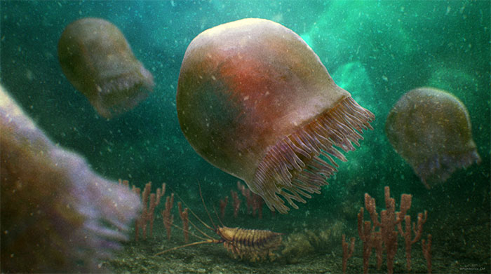 Hóa thạch 505 triệu năm của loài sứa cổ nhất được phát hiện ở Rockies Canada