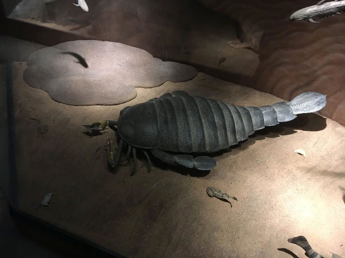 Hóa thạch bọ cạp biển dài 2 mét bất ngờ được phát hiện ở Úc