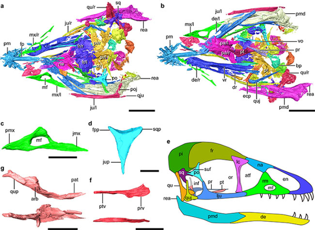 Hóa thạch chim có hộp sọ như khủng long bạo chúa