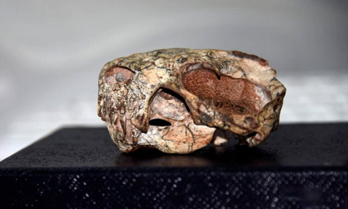 Hóa thạch hiếm của quái vật đầu thú tiền sử