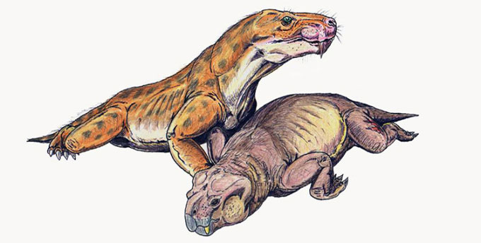 Hóa thạch hiếm của quái vật đầu thú tiền sử