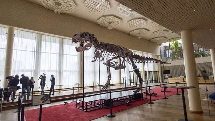 Hóa thạch khủng long đáng giá bao nhiêu tiền?