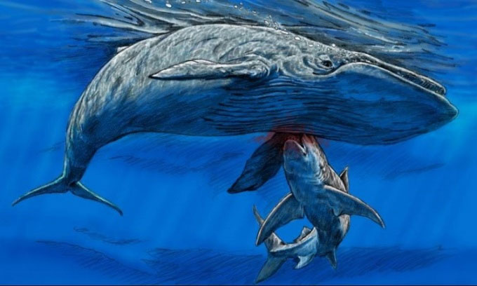 Hóa thạch mới tiết lộ, loài cá mập khổng lồ ăn thịt cá voi cổ đại