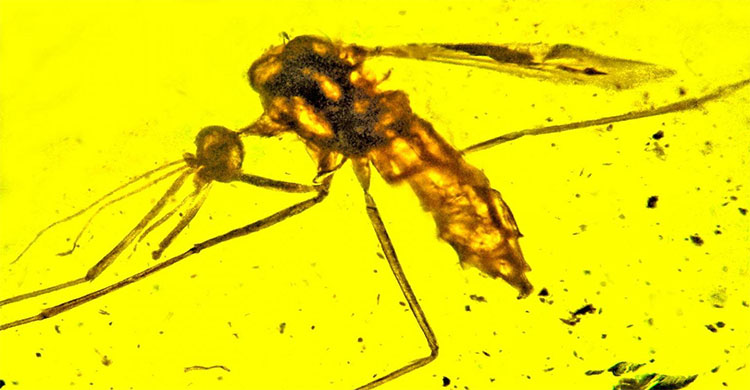 Hóa thạch muỗi truyền bệnh sốt rét trong hổ phách 100 triệu năm