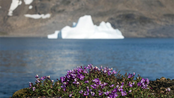 Hóa thạch tại Greenland cảnh báo mối đe dọa từ nước biển dâng