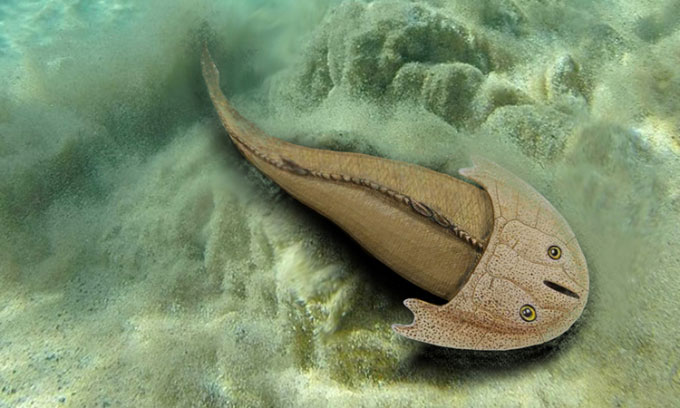 Hóa thạch tiết lộ loài cá đội mũ bảo hiểm kỳ lạ