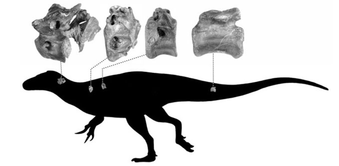 Hóa thạch tiết lộ quái vật có họ hàng với khủng long bạo chúa