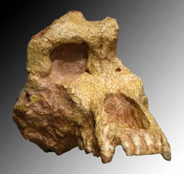 Hóa thạch từ 7 triệu năm trước chứng minh rằng loài người đã tiến hóa ở châu Âu