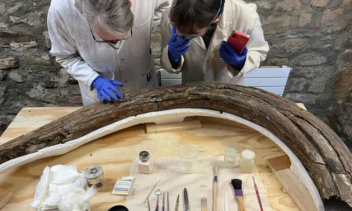 Hóa thạch voi ma mút kỷ băng hà được khai quật ở Cotswolds sau 220.000 năm