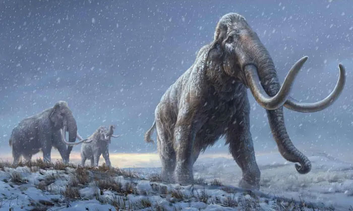 Hóa thạch voi ma mút kỷ băng hà được khai quật ở Cotswolds sau 220.000 năm