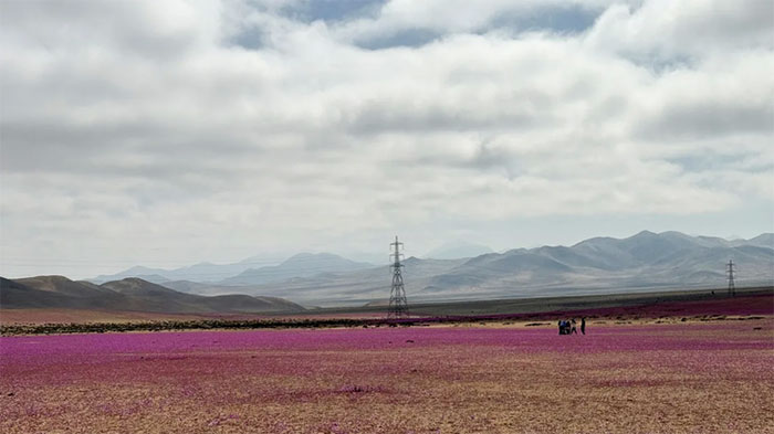 Hoa tím nở rộ trên sa mạc khô cằn nhất thế giới