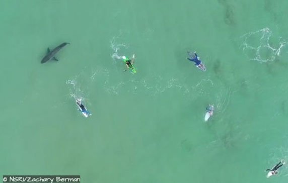 Hoảng hồn phát hiện cá mập trắng lớn bơi… ngay dưới chân