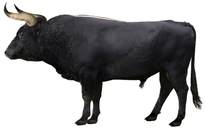 Hồi sinh một loài cổ xưa: Đưa bò rừng châu Âu thoát khỏi sự tuyệt chủng