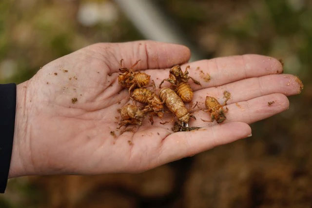 Hơn 1.000 tỷ con côn trùng này đội đất chui lên khiến nước Mỹ rơi vào thảm họa lớn nhất trong 221 năm