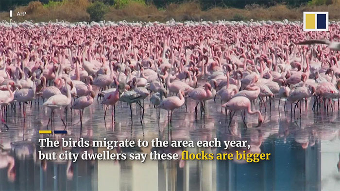 Hơn 150.000 con chim nhuộm hồng nhánh sông