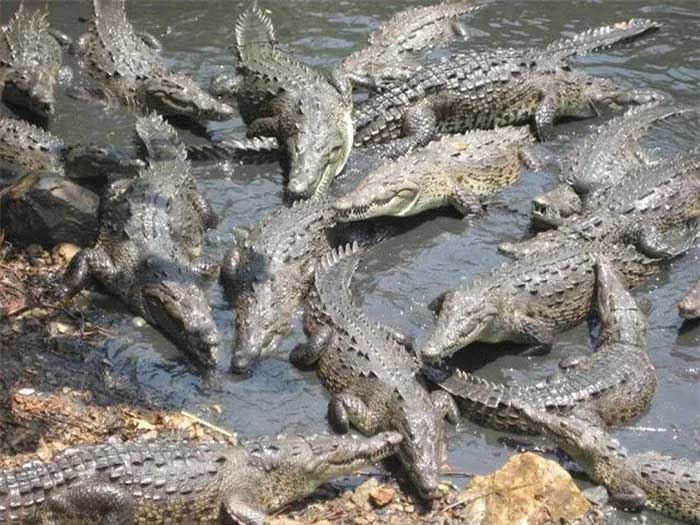 Hòn đảo cá sấu Ramee - Nơi thách thức những kẻ gan dạ nhất thế giới