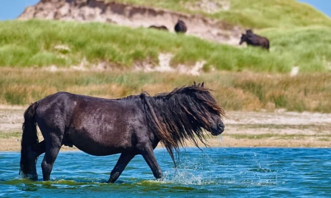 Hòn đảo Canada bị ngựa hoang tàn phá