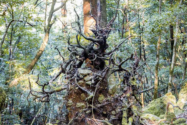 Hòn đảo mưa quanh năm suốt tháng, cây cổ thụ nghìn năm tuổi mọc san sát như thế giới thần tiên