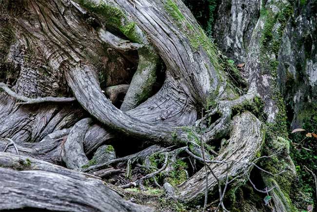 Hòn đảo mưa quanh năm suốt tháng, cây cổ thụ nghìn năm tuổi mọc san sát như thế giới thần tiên