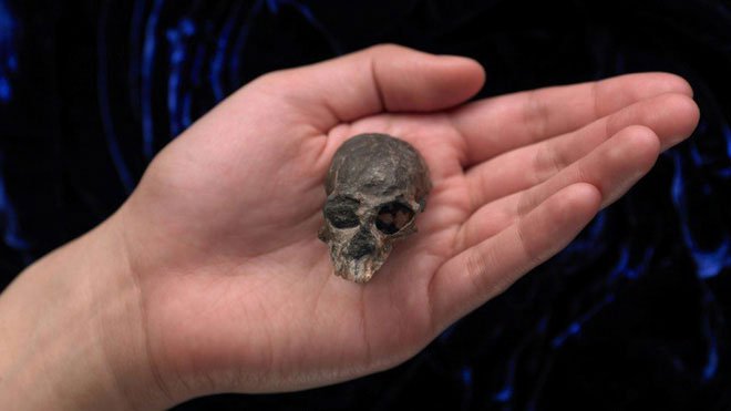 Hộp sọ kì lạ của loài khỉ cổ đại tiết lộ bí mật về cách thức bộ não của các loài linh trưởng phát triển