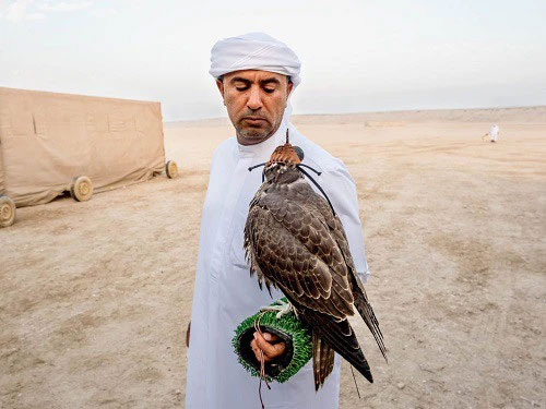 Huấn luyện chim ưng: Nghề kiếm ra hàng triệu USD ở Trung Đông