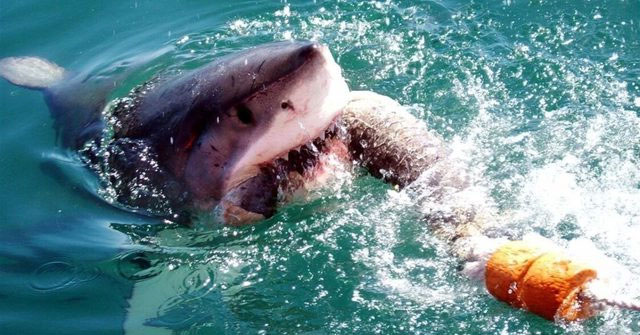 Hung thần biển cả: Đi tìm vụ cá mập tấn công con người lớn nhất từng được lịch sử ghi nhận!