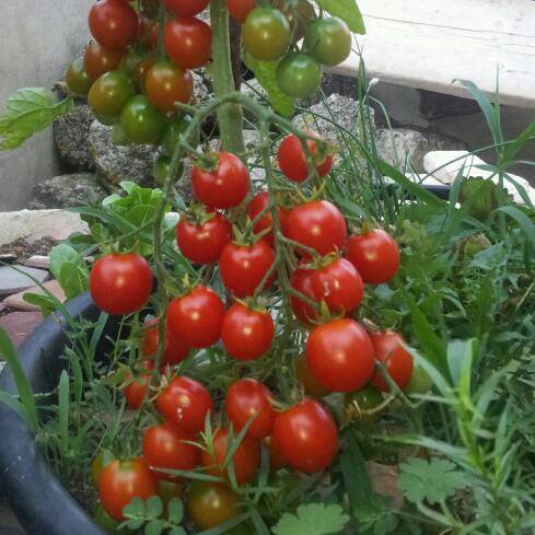 Hướng dẫn cách trồng và chăm sóc cà chua bi cho ra quả quanh năm