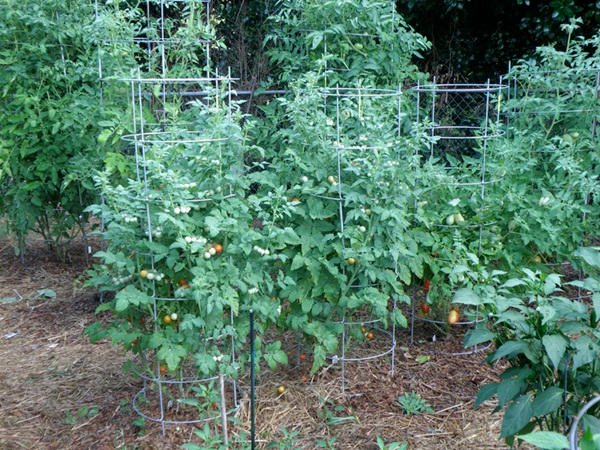 Hướng dẫn cách trồng và chăm sóc cà chua bi cho ra quả quanh năm