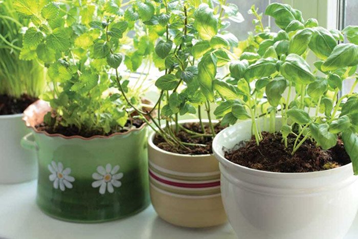 Hướng dẫn trồng rau thơm sạch tại nhà