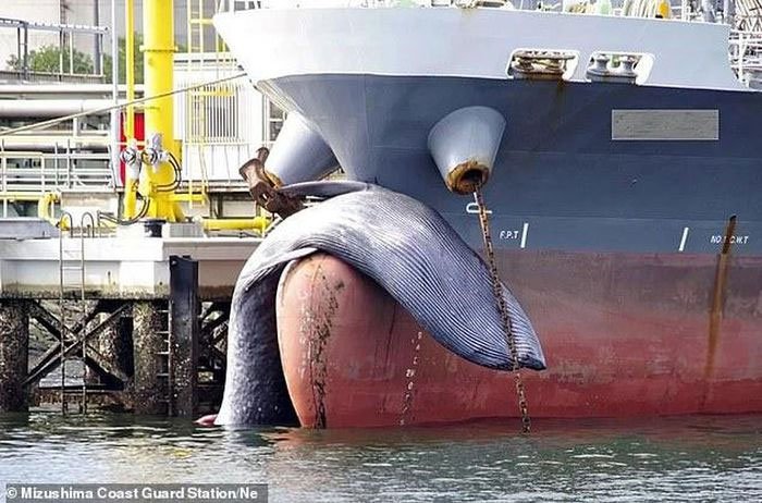 Hy hữu chuyện loài cá voi to lớn thứ 2 thế giới bị chết kẹt trước mũi tàu chở dầu Nhật Bản