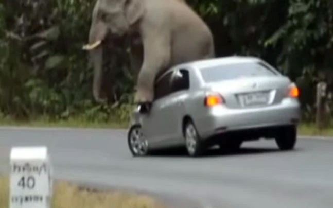Hy hữu khoảnh khắc voi rừng chặn xe ô tô để… gãi ngứa