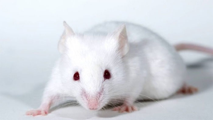 “Hy sinh” vì khoa học, chuột thí nghiệm bị stress nặng nề