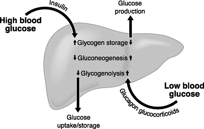 Insulin là gì? Vai trò, tác dụng phụ và lưu ý khi sử dụng insulin