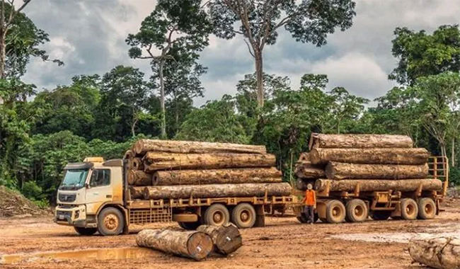 Ipe - Loại gỗ đắt nhất thế giới đang bị tận diệt